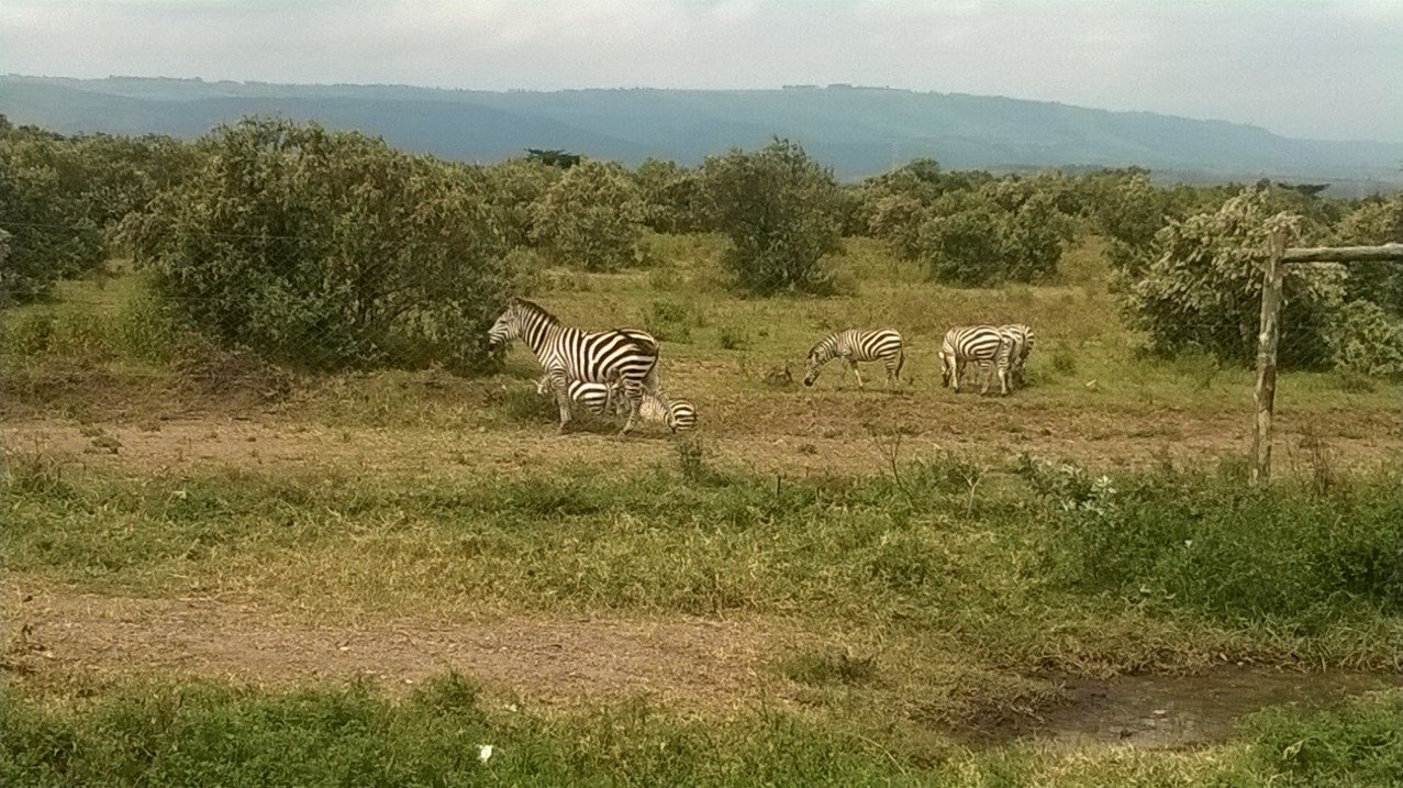 केन्या की नाकुरु झील: जलवायु परिवर्तन और वन्य जीवन का एक सजीव उदाहरण